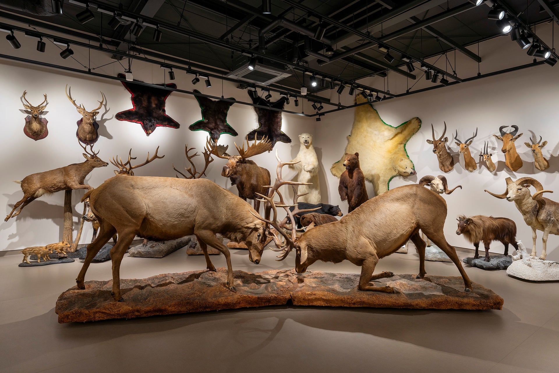 大阪芸術大学動物ジオラマ館　芸大Zoo5